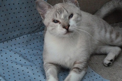 #PraCegoVer: Fotografia da gatinha Marcela, a pelagem dela é na cor branca meio acinzentada, tem os olhos meio fechados e azuis. 